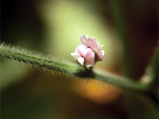ダイズ（品種名タチスズナリ）の花
