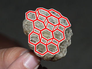 六角形状の巣の構造