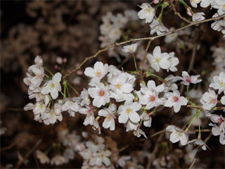 2004年4月5日沼津の夜桜