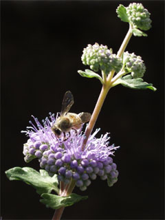 ダンギクの蜜を吸うミツバチ
